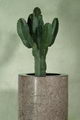 Euphorbia Ingens